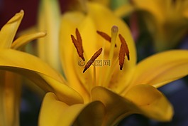 花,黃色,花瓣