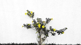 性質(zhì),植物,花卉