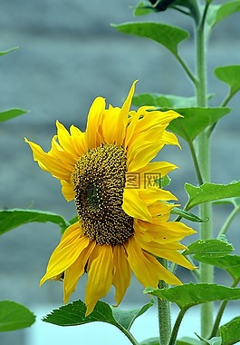 花,向日葵,植物區(qū)系