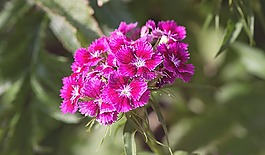 香石竹,花,鮮花