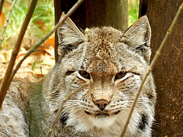 猞猁,動(dòng)物園,野貓