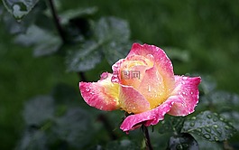 玫瑰,春,粉紅玫瑰