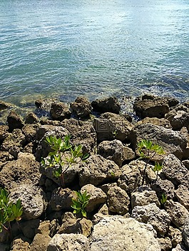 海洋,水,巖