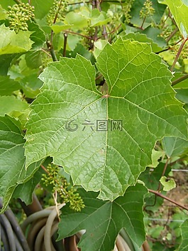 花園,綠色,葉子