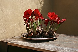鲜花,灯泡,红色