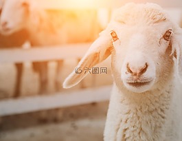 羊,農(nóng)場(chǎng),集團(tuán)
