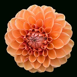 嬌琴紗,開花,花