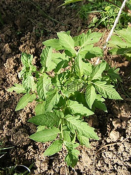 番茄,植物,綠色