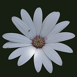 magerite,开花,花