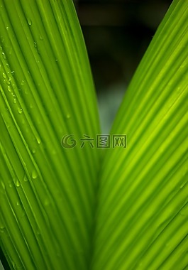 綠色,葉,自然