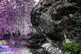 花,紫羅蘭色,花瓣