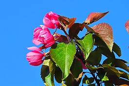 性質(zhì),葉,廠