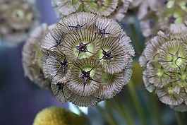 scabiosa,植物,植物學(xué)