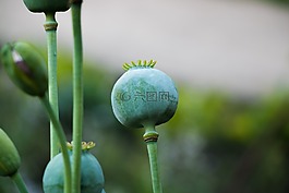性質(zhì),空,花卉