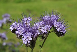 风信子,绿肥,phacelia tanacetifolia