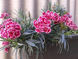 康乃馨,花,春