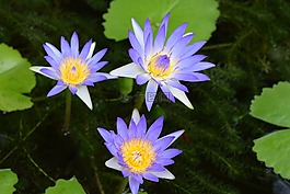 水百合,花,睡蓮
