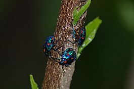 甲蟲，昆蟲,昆蟲,藍色