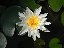 水百合,花,睡蓮