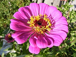 鮮花,fucsia,花園