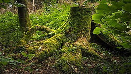 樹樁,苔,森林
