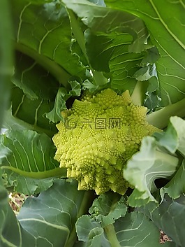 西蘭花,蔬菜,金字塔