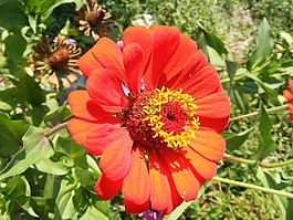 鮮花,fucsia,花園