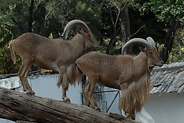 角,動物,動物園