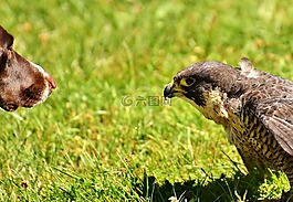 獵鷹,鳥,狗