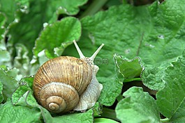 蜗牛,winniczek,动物