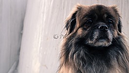 狗,小狗,動物