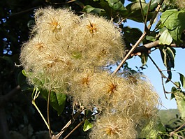 胡子,鐵線蓮,攀登