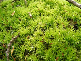 climacium,湿,dendroides