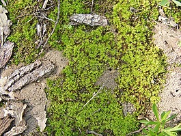 climacium,湿,dendroides