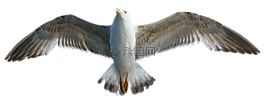 海鷗,鳥,動物