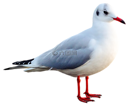 海鷗,鳥(niǎo),動(dòng)物