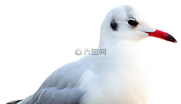 海鷗,鳥,動物