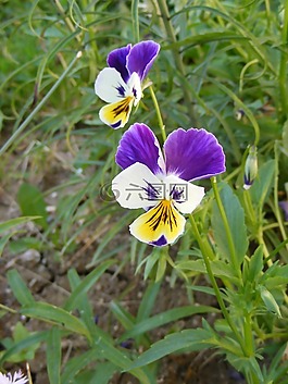 鮮花,花園,混合動力