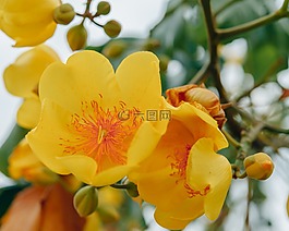 supannika花,花,背景