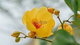 supannika花,花,背景