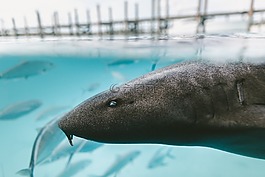 水,海洋,魚(yú)