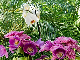 花,紫色,花的