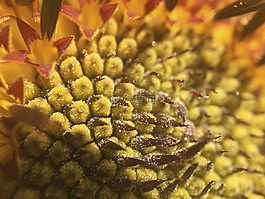 花,宏,前景色