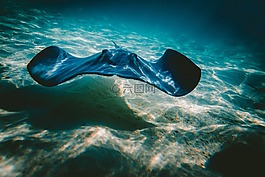 水,海洋,魚