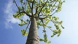 樹,分支機(jī)構(gòu),葉子