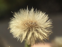 花,宏,前景色