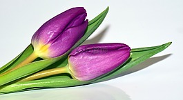 中提琴,紫,鲜花