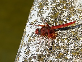 紅蜻蜓,蜻蜓,筏