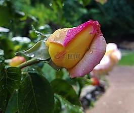 玫瑰,水滴,芽