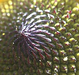花,宏,前景色